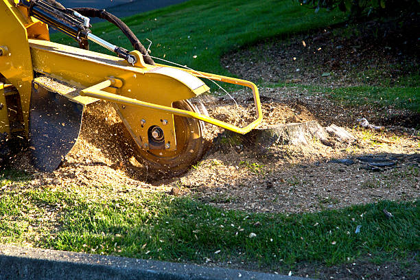 Dead Tree Removal in North Decatur, GA